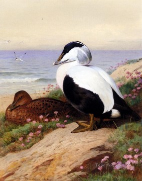  Archibald Art - Canards communs Eider Archibald Thorburn oiseau